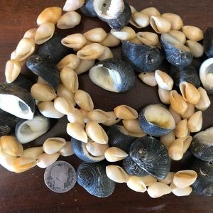 Kupee Nerite Rarotonga Shell Lei Necklace